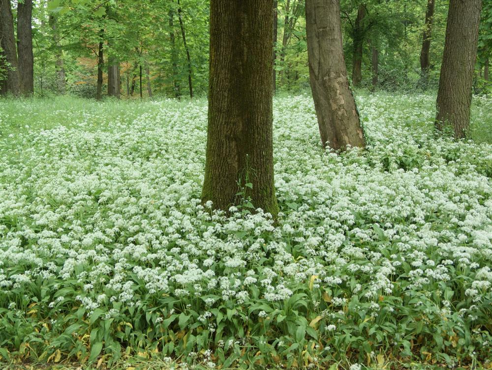 Monza (Monza e Brianza, Italy) - The Park of Monza with wild garlic flowering